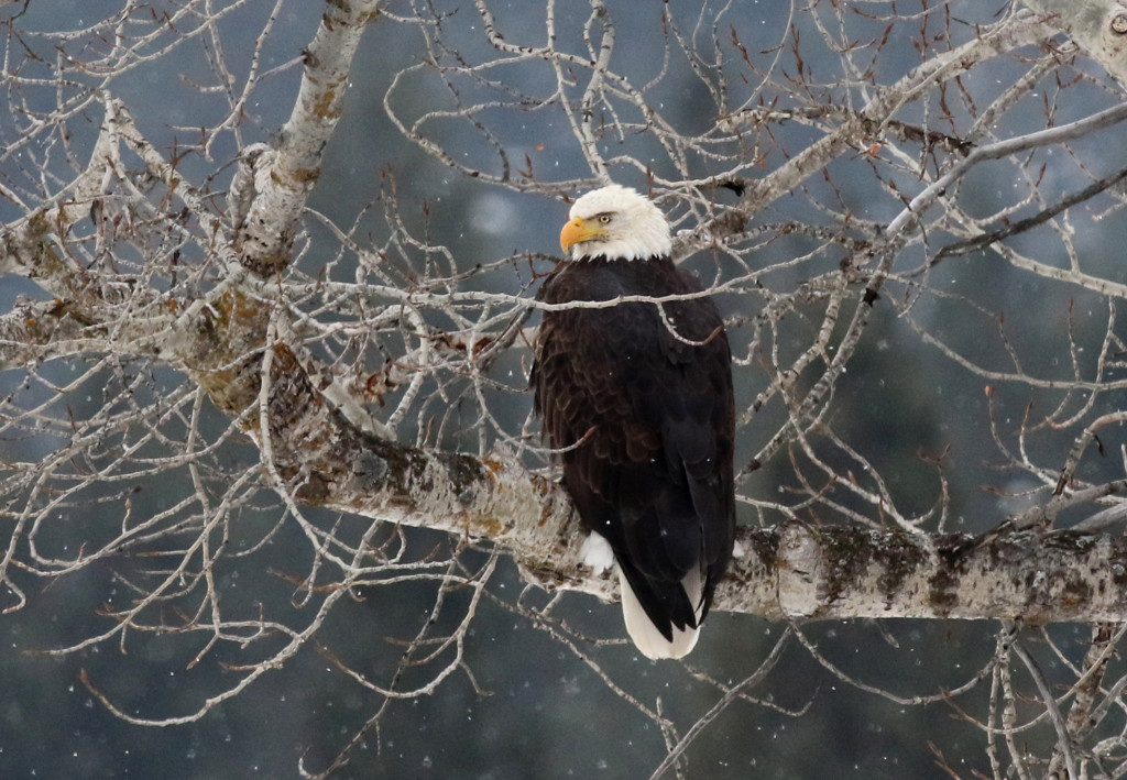 Kay's first capture of an adult bald eagle in the snow along the Middle Fork of the John Day River.