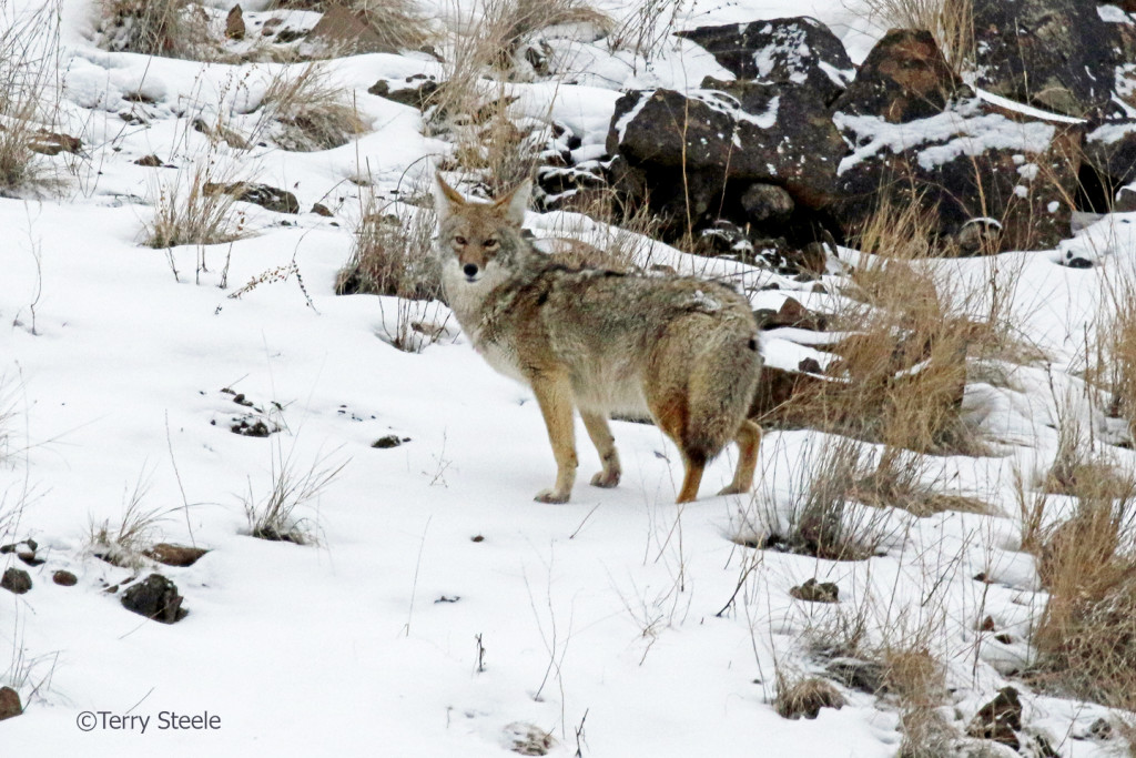 A heavily furred coyote almost appears obese, it's not.