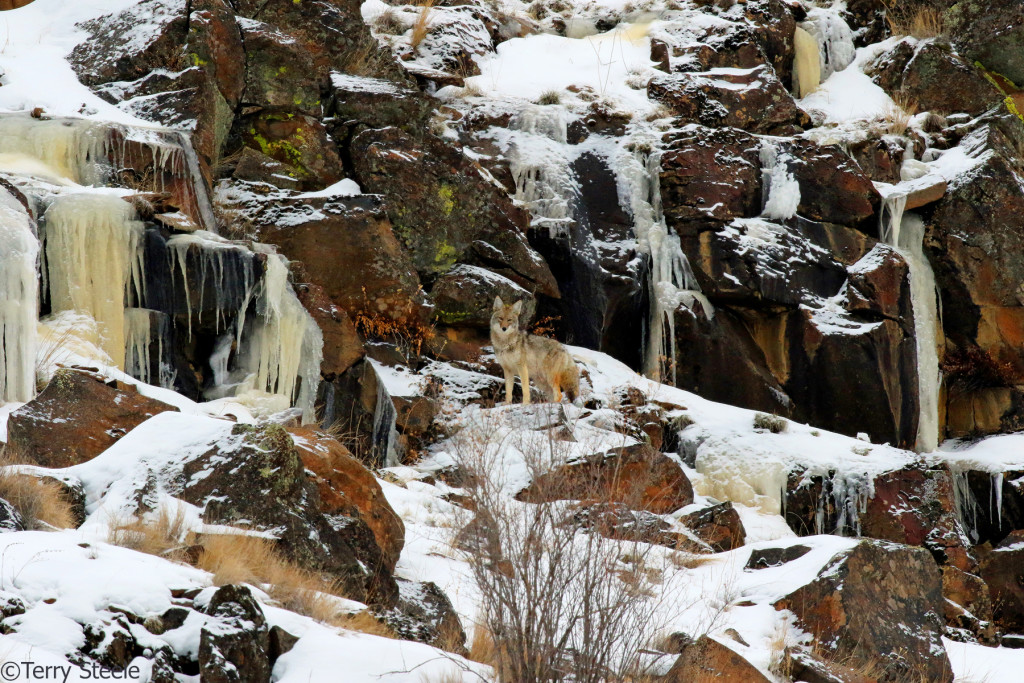 A nicely posed coyote paused in a wintry landscape with fresh snow atop ice flows and colorful rocks, moss and lichen.