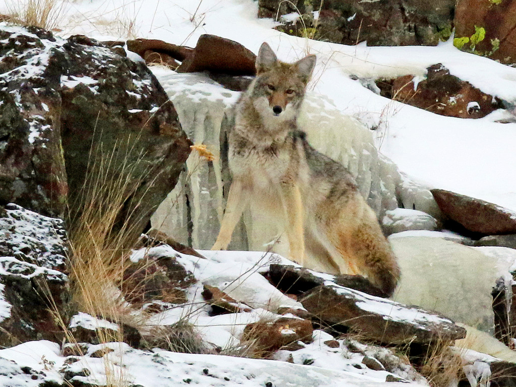 Cropping an image to this degree allowed me to isolate the coyote in a wonderful pose. 