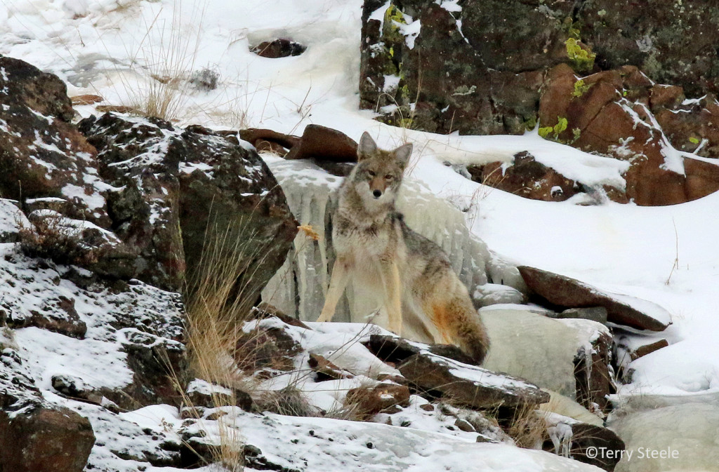 As he climbed higher towards the ridge top, once more the coyote paused to keep an eye out for us.