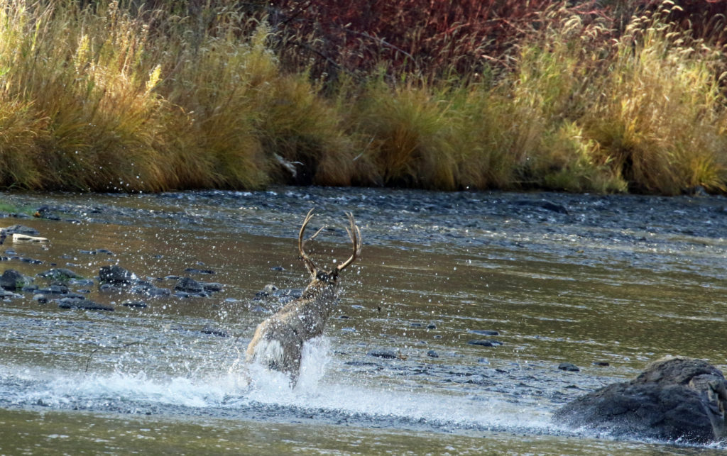 Mule deer buck struggled to free himself from barbed wire tangled in his antlers. (Photographed on the Middle Fork of the John Day River, Grant County Oregon.)