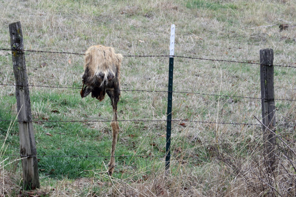 A mule deer died crossing a fence near the river.