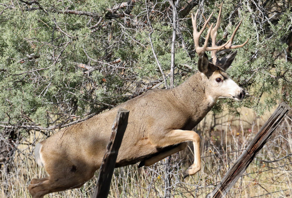 A mule deer buck leaped a barbed wire fence in disrepair, catching his rear feet on the downside.