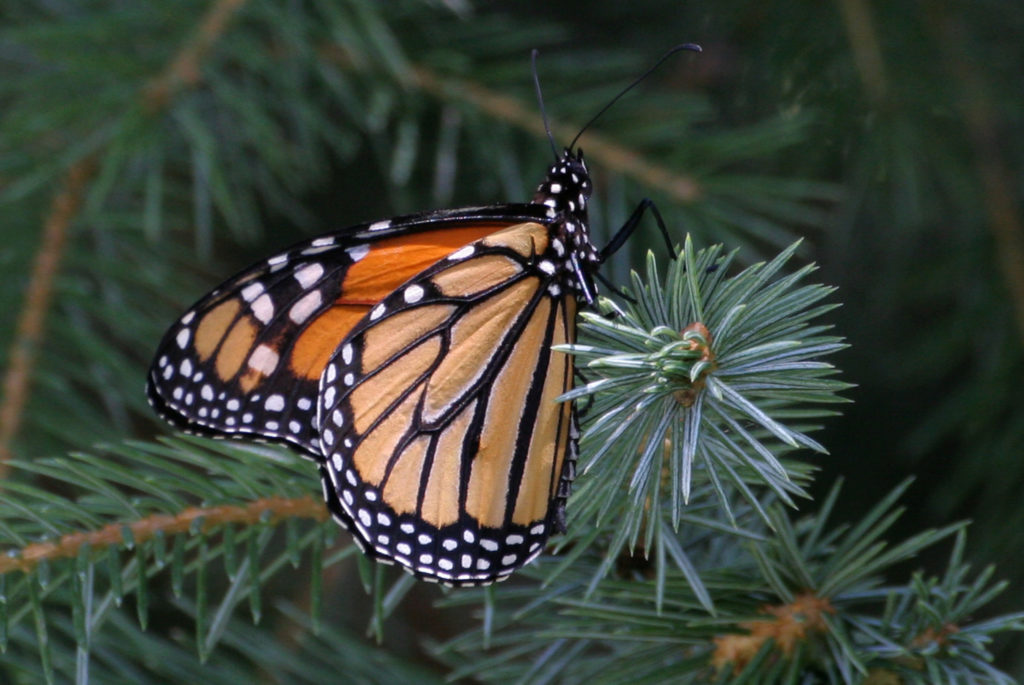 The Monarch Butterfly - famous for its migration from Mexico to Canada.