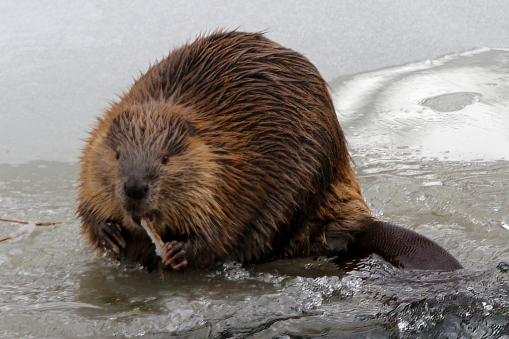 Beaver: Typically nocturnal, beavers can be seen on river ice during winter afternoons.