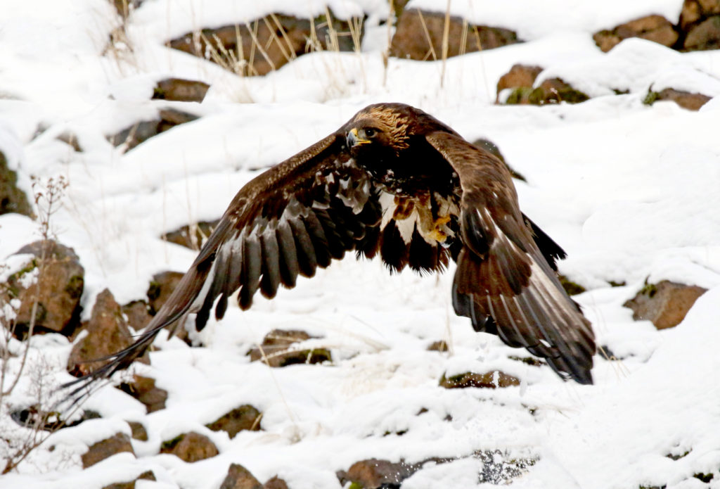 Golden Eagle - lifting up from the rim rock where birds of prey were gathered to feed on a winter kill. (Photo: KSS)
