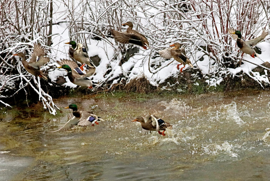Mallard Ducks: I feel very fortunate that I timed my shutter release as to stop these mallards in flight.