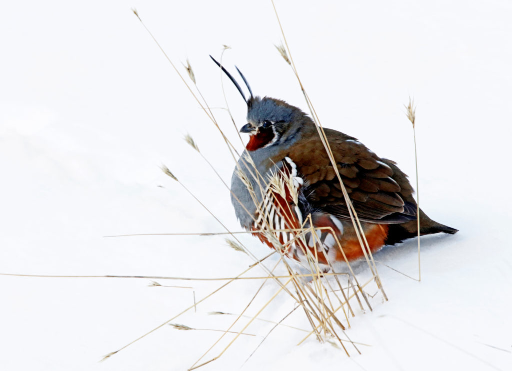 Mountain Quail: Secretive and harder to find, family groups of these beautiful birds come down from the high country to forage along the rivers during deep snowy winters. (Photo: KSS)