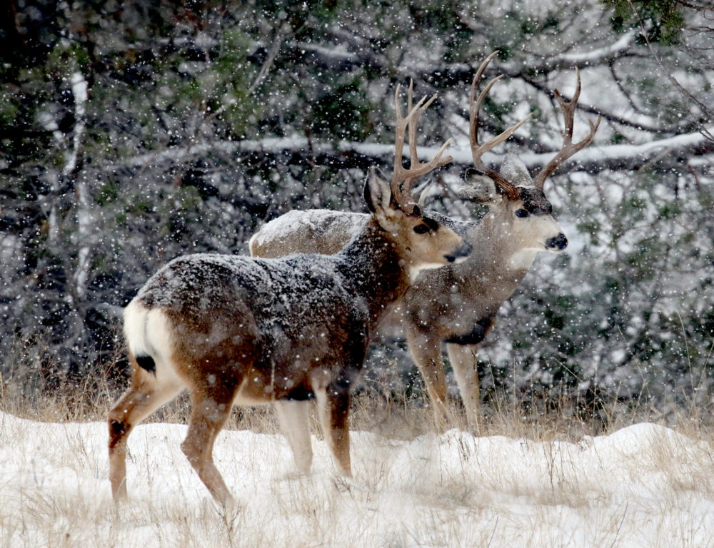 Mule deer bucks in a blizzard of snow made it tricky to catch focus.