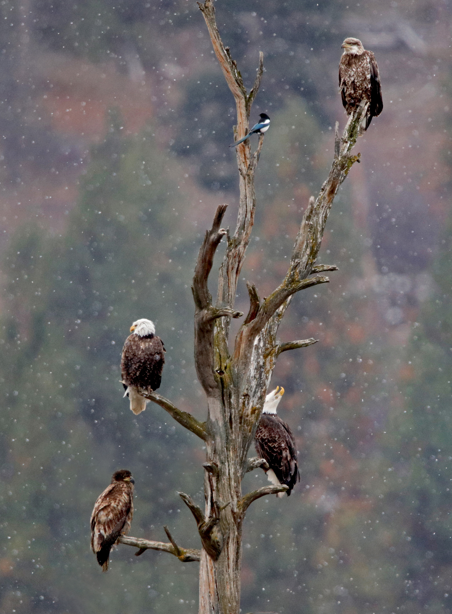 Four bald eagles - two adults, two juveniles and a black-billed magpie.