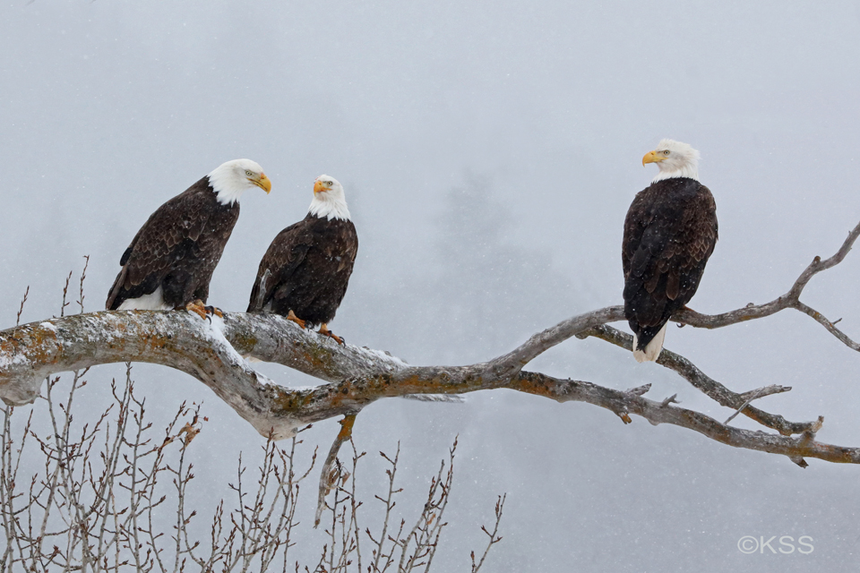 Three adult bald eagles in on cottonwood tree.