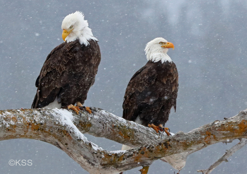 Light snowfall against darkened mountains accentuate this winter scene of bald eagles.
