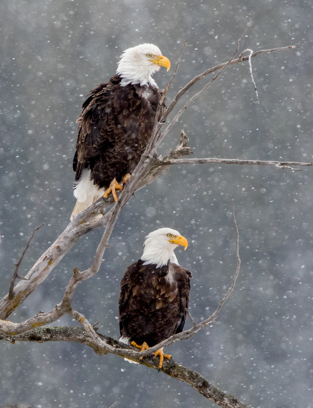 With falling snow and a darkened background, two bald eagles perch in the cottonwood tree.