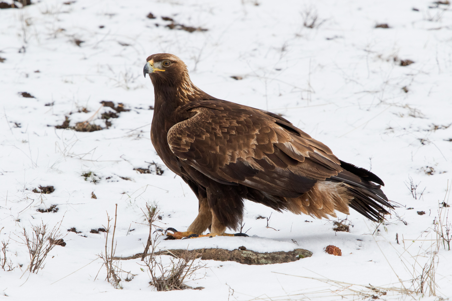 It is unusual for a golden eagle to tolerate a photographer so nearby.