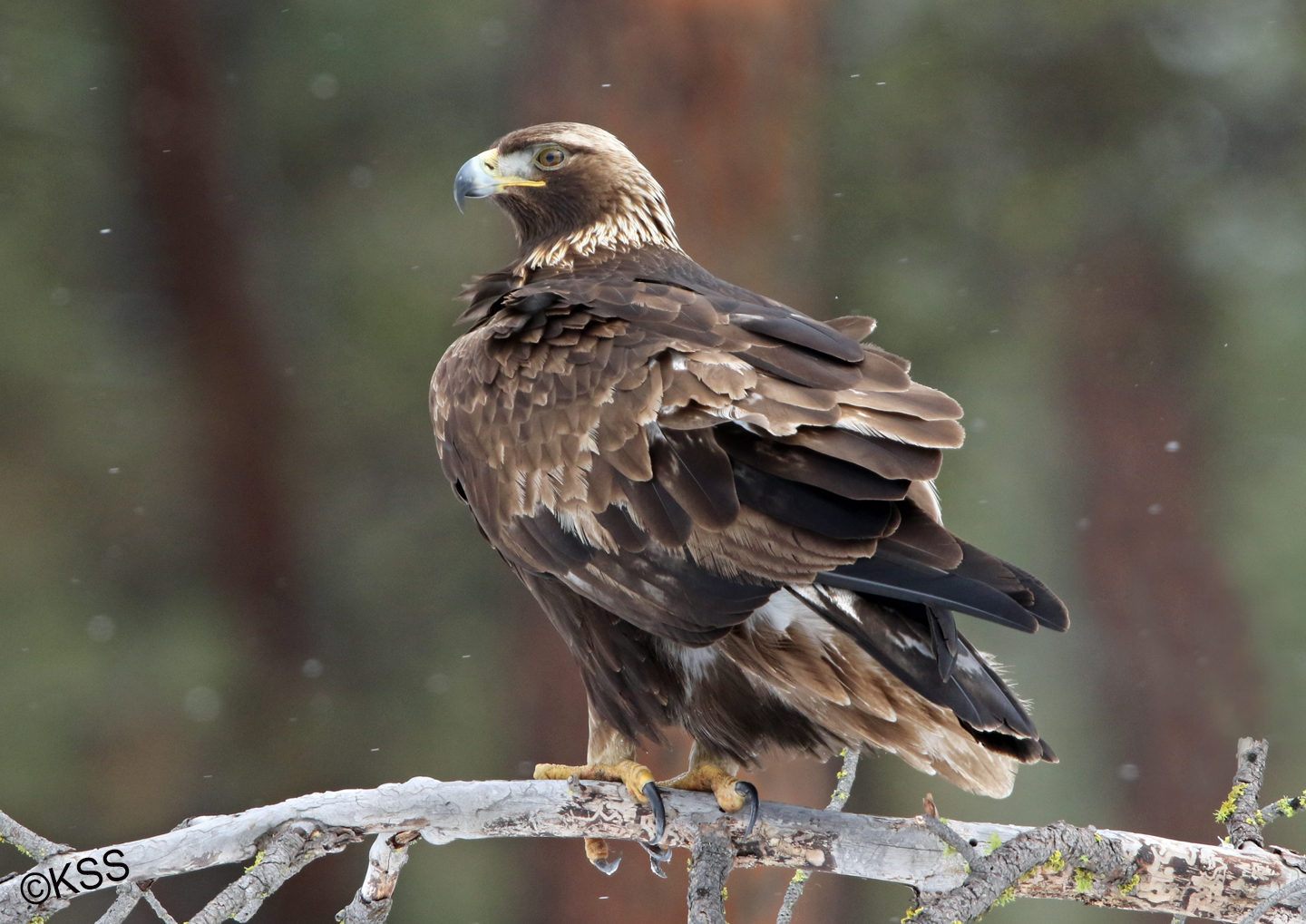 This golden eagle was the most tolerant of its kind we have ever encountered. He perched on a kill by the road, on the nearby hillside, and on a downed tree limb - offering wonderful poses.