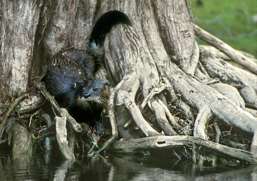 North American river otter in Big Cypress National Preserve, Florida.