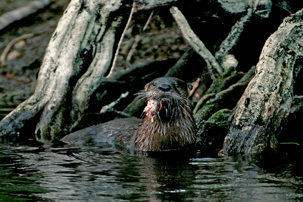 North American river otter, Big Cypress National Preserve, Florida - eating catfish.