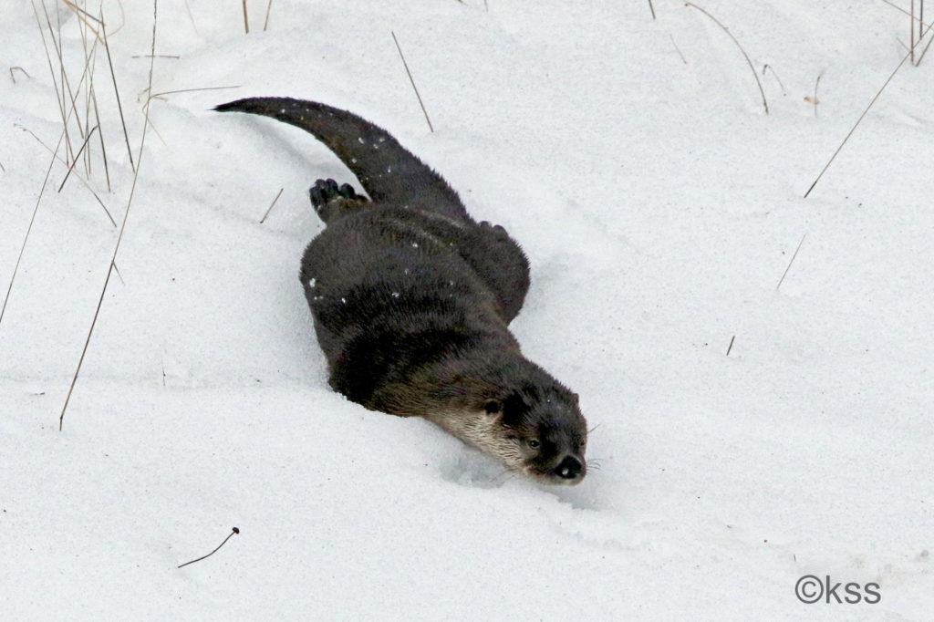 A river otter loves to play in the snow. Throwing its arms back along its sides, it sleds down the snowy bank to the river's edge.