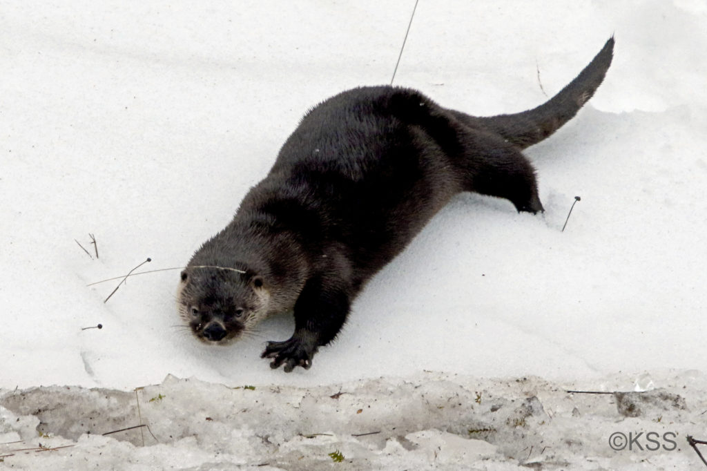 A river otter, playing in the snow, pauses to keep an eye on the photographer focused on its antics.