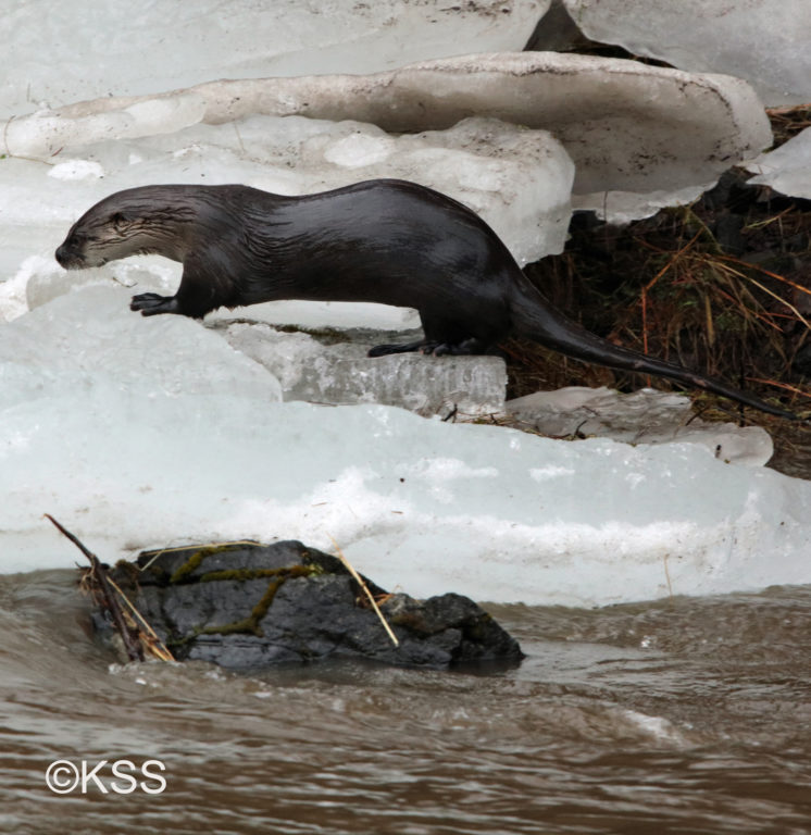 A river otter, emerges from the water with a wet, slick coat as it traverses the broken ice slabs pushed along the banks.