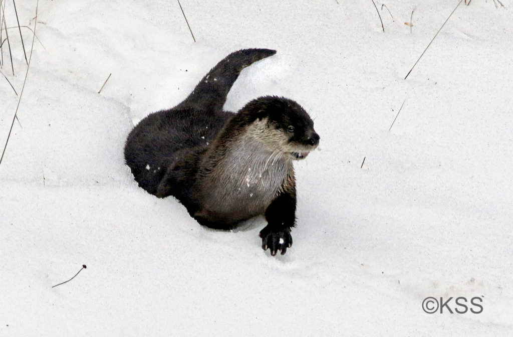 The river otter pushed itself along in the snow, sledding, rolling and frolicking its way to the river's edge.