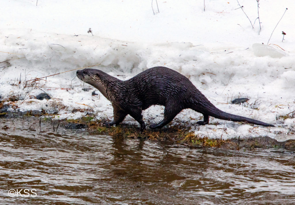 River otters are constant motion. This one is travelling the river bank when a sudden thaw released huge ice blocks in the flow and made travel by water high risk.