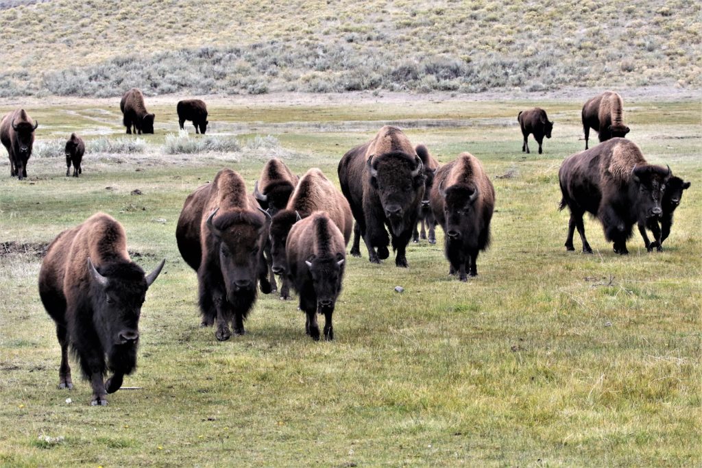 A herd of bison approached us in Lamar Valley