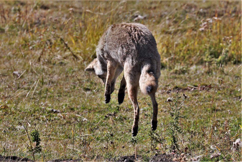 A vole-pouncing coyote in Lamar Valley.