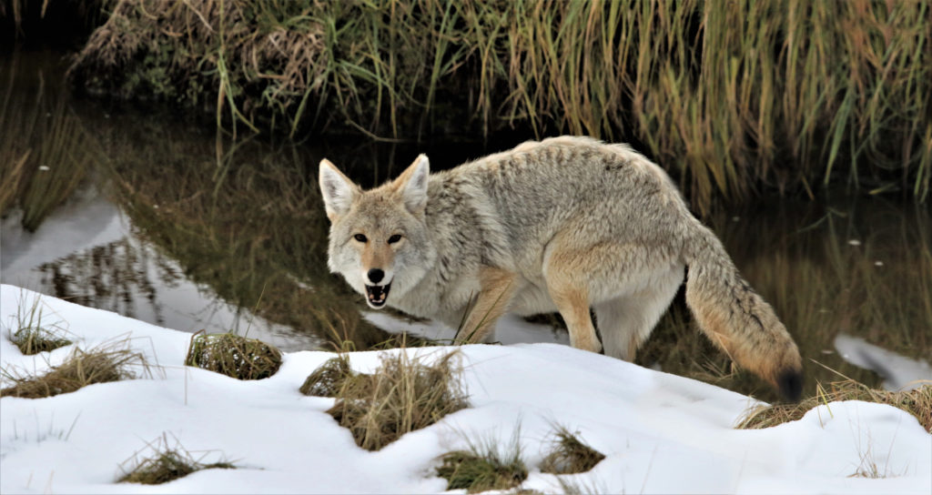 Coyotes may appear wary, but they do not appear to fear people like hunted coyotes might.