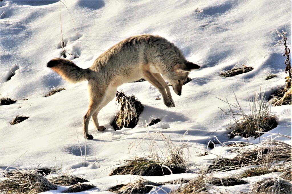 Locating the vole beneath the snow by sound only, the coyote pounces to capture its prey.