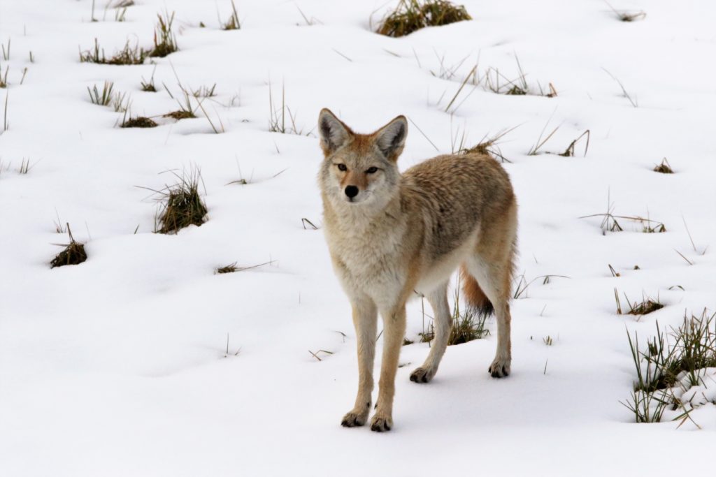 Yellowstone coyotes will tolerate nearby vehicles, unlike coyotes in our area where they are hunted from roadsides.