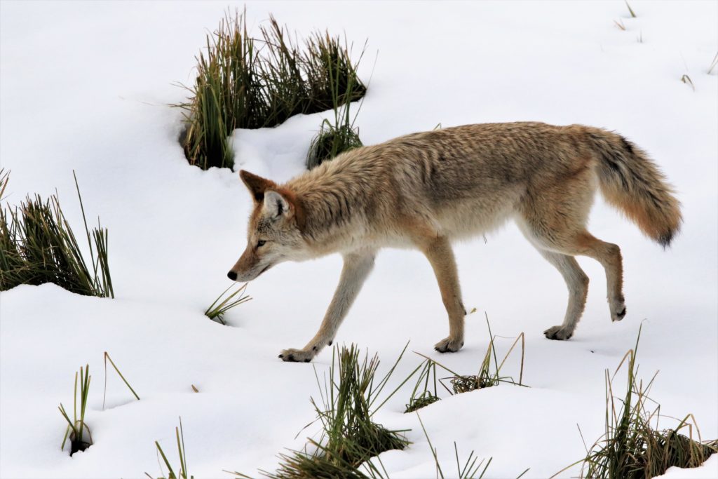 Ears are perked as the coyote, light-footed, creeps along listening for prey beneath the snow.