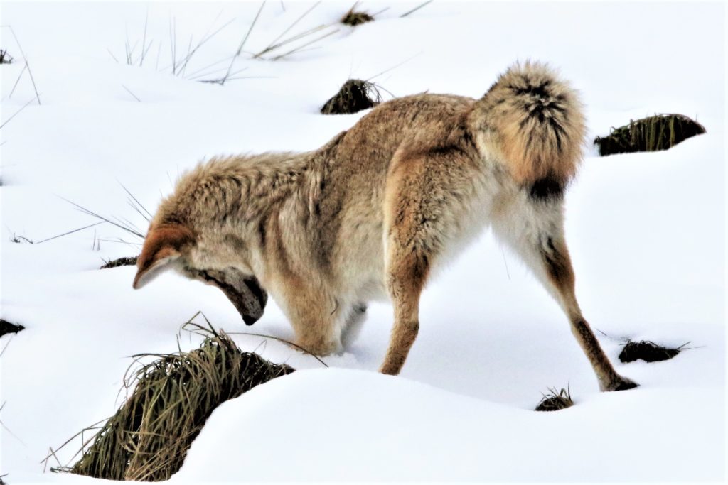 With regular accuracy, the coyote caught several voles within just a few minutes of one another.
