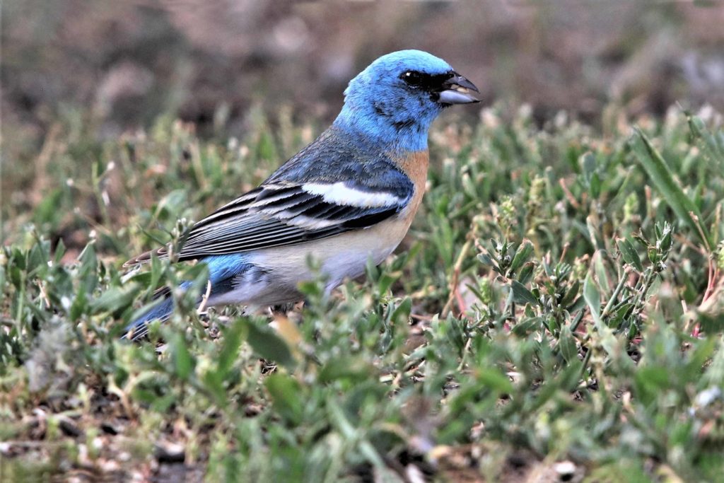 As we would expect, Lazuli Buntings get a lot of seed right off the ground.