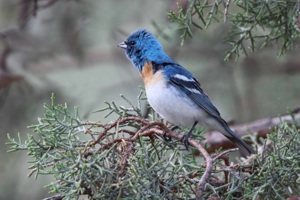 A Lazuli Bunting is photographed with its neck fully extended in a state of high alert.