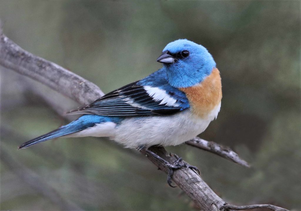 Photo shoots with the Lazuli Bunting are happening, at last.
