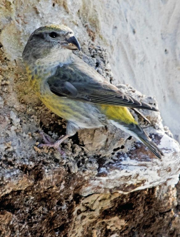 Kay photographed this female Red Crossbill on a mineral bank. Claiming the premium spot. she dominated the other crossbills.