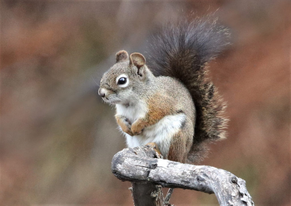 American red squirrel (Kay Steele)