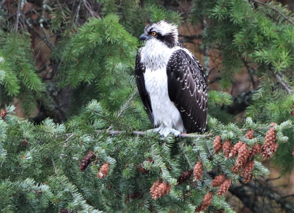 Osprey, well-fed, in the Douglas Fir above the river. (Kay Steele)