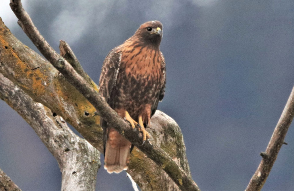 Red-tailed Hawk, Intermediate (Terry Steele)