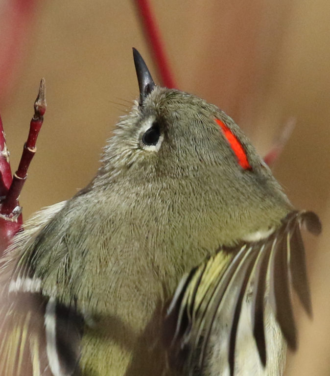 It is often difficult to see the ruby display of the Ruby-crowned Kinglet. (Kay Steele)