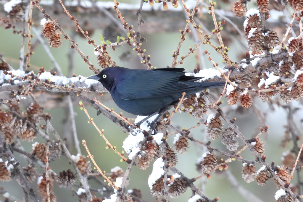 Brewer's Blackbird (male)