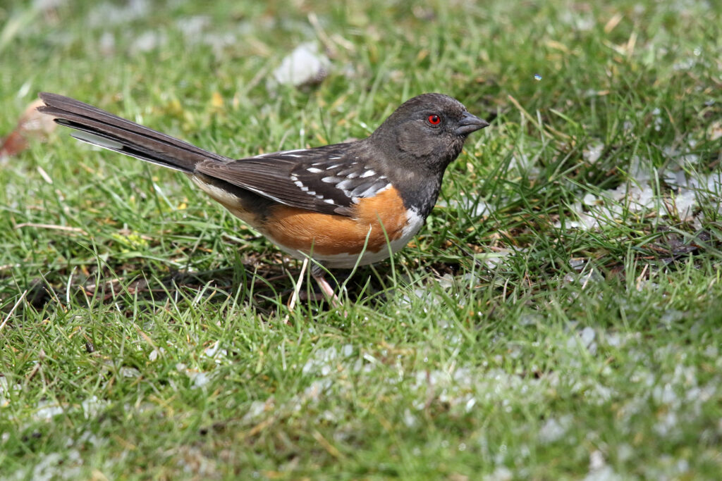 Spotted Towhee (female)