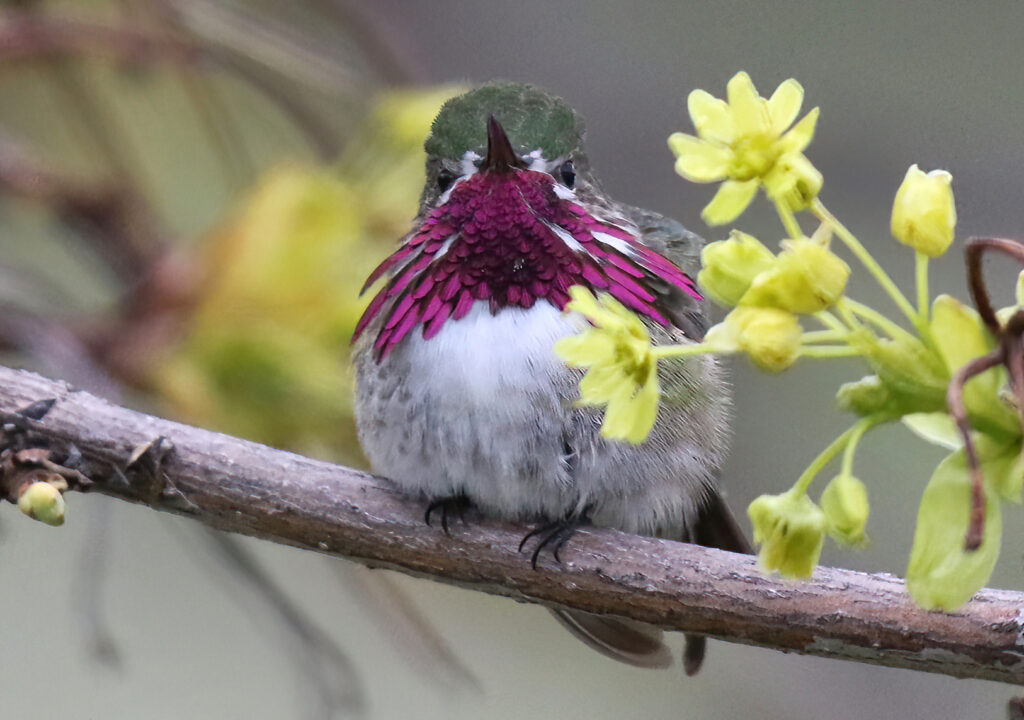 Calliope Hummingbird (male)