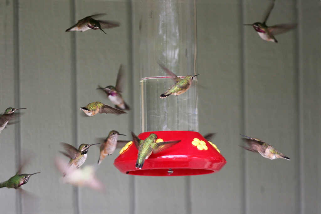 Calliope Hummingbirds