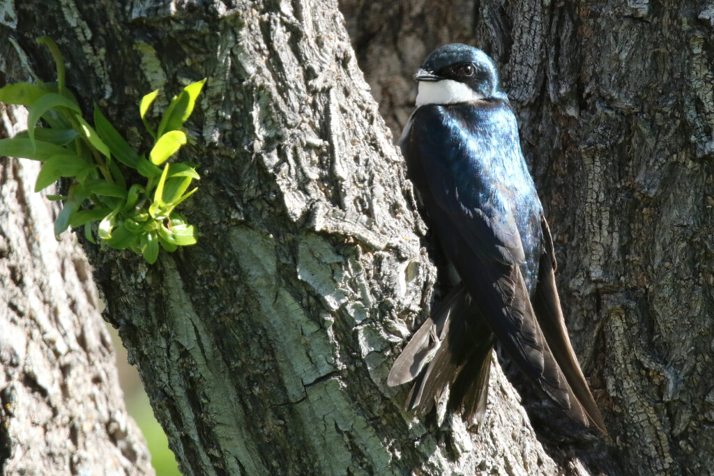 Tree Swallow (male)