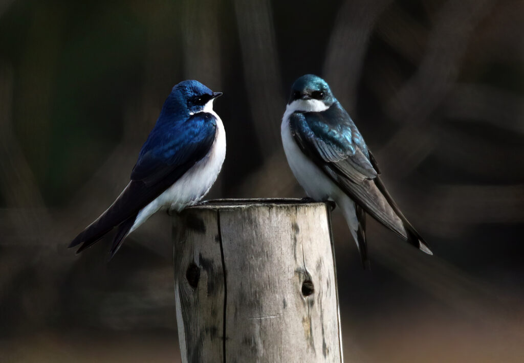 Tree Swallows (male and female)