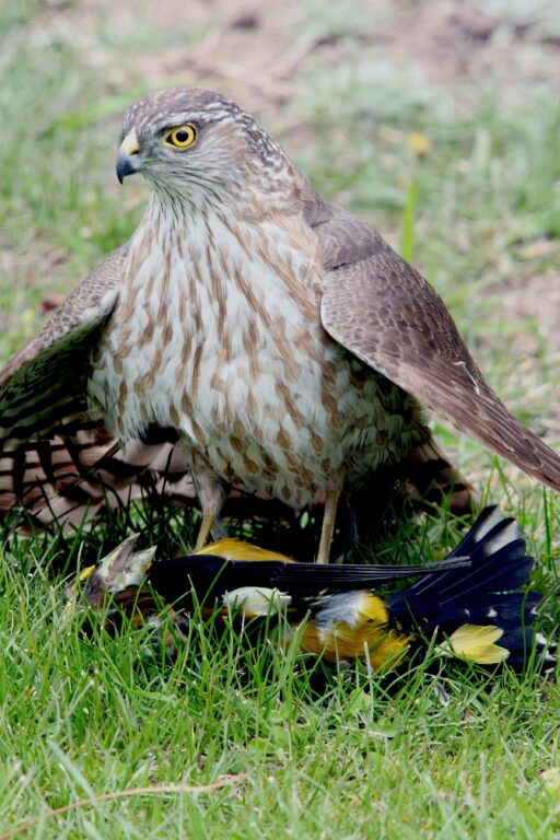 Cooper's Hawk with Evening Grosbeak prey
