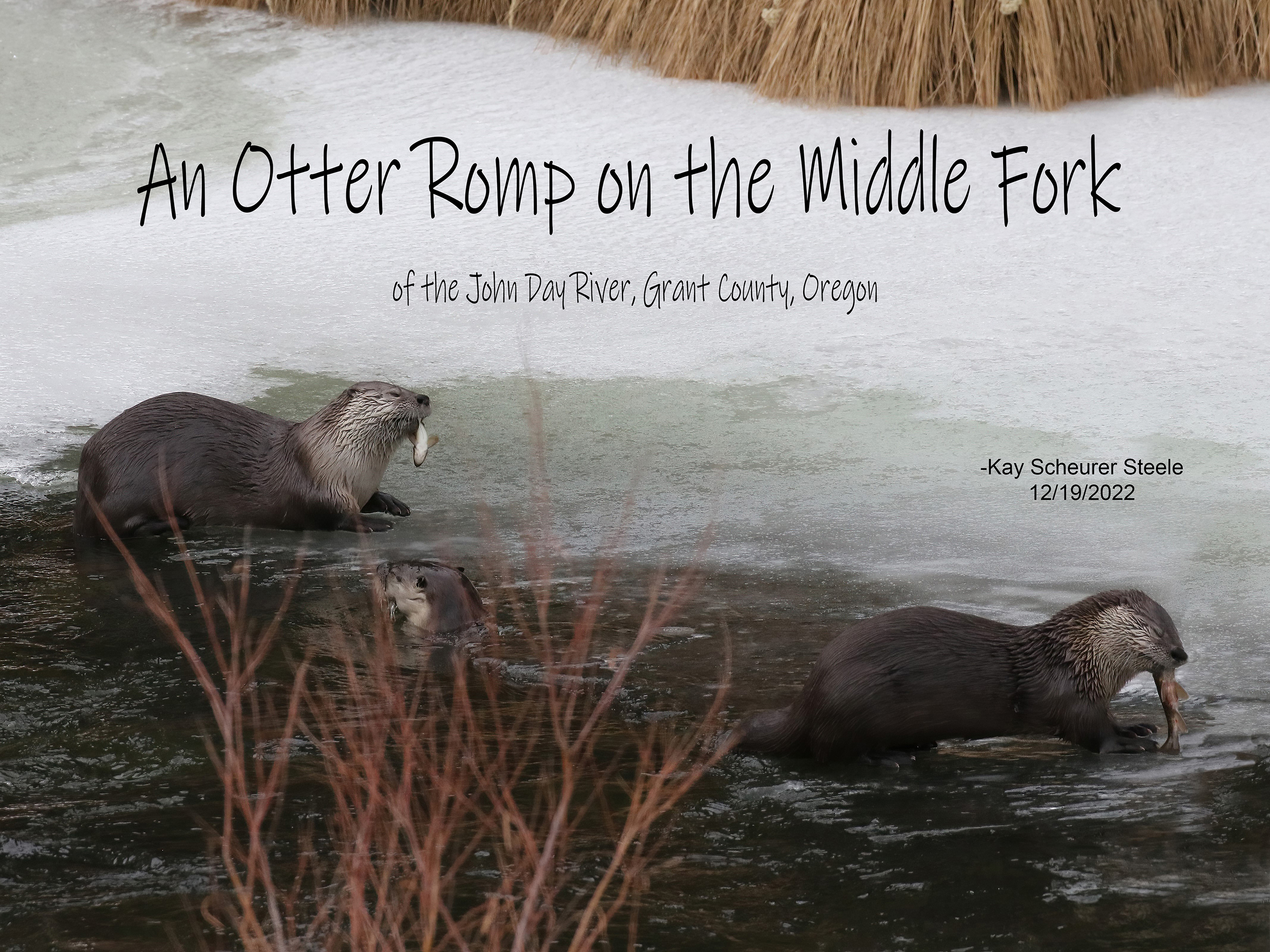 An Otter Romp on the Middle Fork
